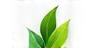 Logo GreenCo
